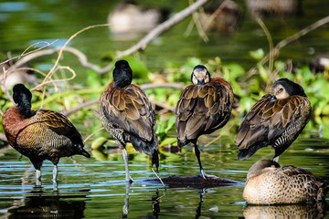 Parc de Tsarasaotra Antananarivo