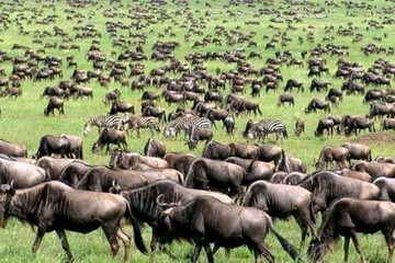 4 days tanzania safari manyara national park, serengeti national park & ngorongoro crater Moshi