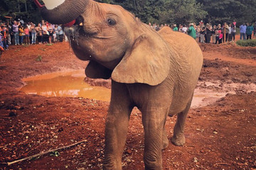Half-day Baby Elephant Orphanage And Giraffe Center Tour From Nairobi Nairobi