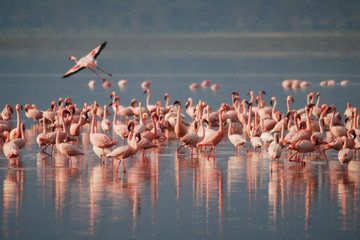  3- days tarangire ,lake manyara & ngorongoro tanzania safari Arusha