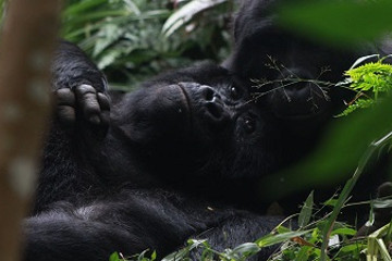 6 day 4 star gorilla trekking safari and wildlife vacation Kampala