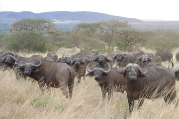 7 Days Maasai Mara Great Wildebeest Migration Tours Nairobi