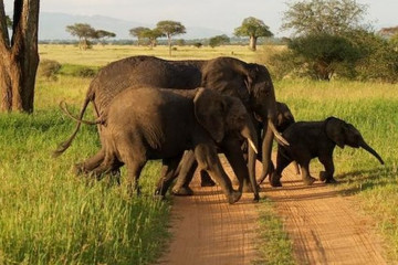 2 days northern tanzania budget safari Moshi