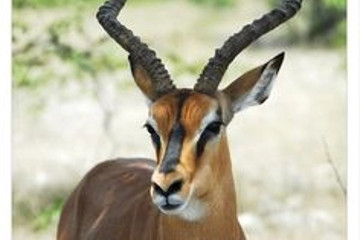 6 Days Etosha, Swakopmund & Sossusvlei (Lodging) Namibia Windhoek