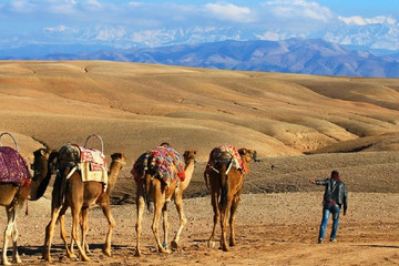 Camel Riding In The Desert Marrakech