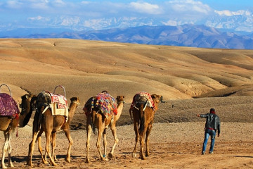 Camel riding in the desert Marrakech