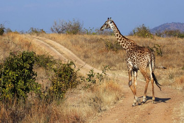 4 Day Safari To Ruaha National Park Dar es Salaam