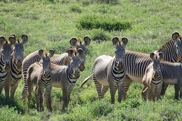 5 days tanzania safari tarangire national park, serengeti national park, ngorongoro crater and lake manyara national park Moshi