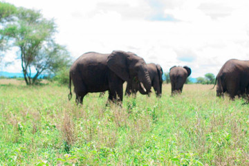 6 days tanzania luxury safari Moshi