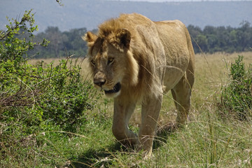 Nairobi national park day trip Nairobi