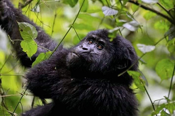 Three days gorilla trekking in uganda Kampala