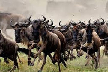  4 days great wildebeest migration safari maasai mara Nairobi