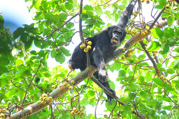 3 days chimpanzee tracking experience in kibale, uganda Kampala