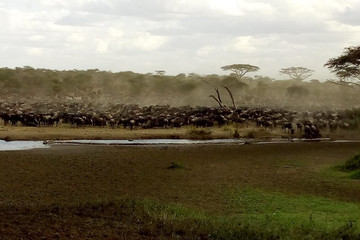 6 days great migration safari Arusha