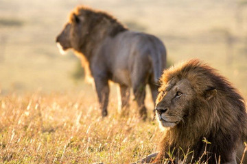 4 days kenya wildlife adventure safari l kenya lodge safaris Nairobi