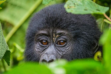 9-day Rwanda Gorilla, Chimpanzee And Wildlife Safari Kampala