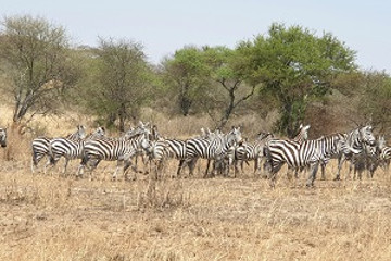 5 days tanzania share group safari tour Moshi