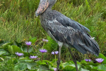 1 Day Shoebill Mabamba Tour Kampala