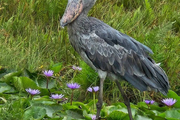 1 day shoebill mabamba tour Kampala