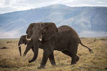 Tanzania Bush To Beach Safari Adventure Arusha