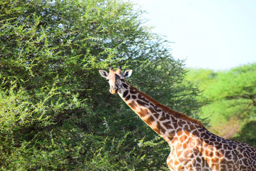 2 days tanzania safari to lake manyara & ngorongoro crater Moshi