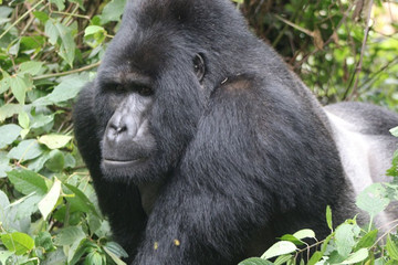 3-day gorilla trekking in bwindi & community batwa walk Kampala