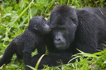 3 Days Gorilla Trekking Uganda Kampala