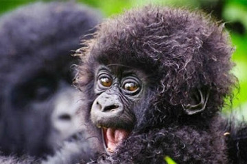 Gorilla experience uganda Mukono