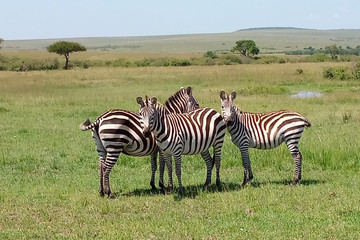 3 days budget breathtaking safari in maasai mara Nairobi