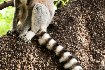 Madagascar ring tailed lemurs Antananarivo