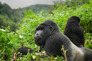 1 day gorilla trekking in uganda Kampala