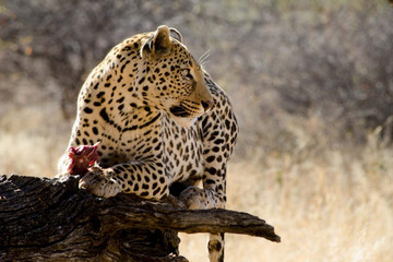 8 Days Taste Of Namibia Safaris Windhoek