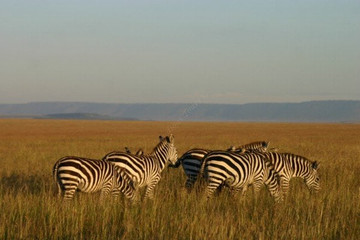  4 days tsavo amboseli lodge safari holidays Nairobi