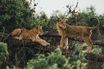 2 Days Adventure Safari To Queen Elizabeth National Park Uganda Kampala