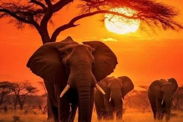 3 Days Affordable Shared Safari From Zanzibar Arusha