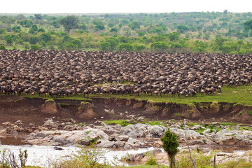 7 days and 6 nights serengeti mara river migration crossing luxury safari Arusha