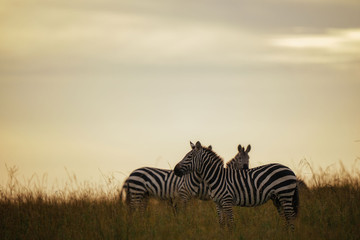 Ngorongoro Crater Day Trip Arusha