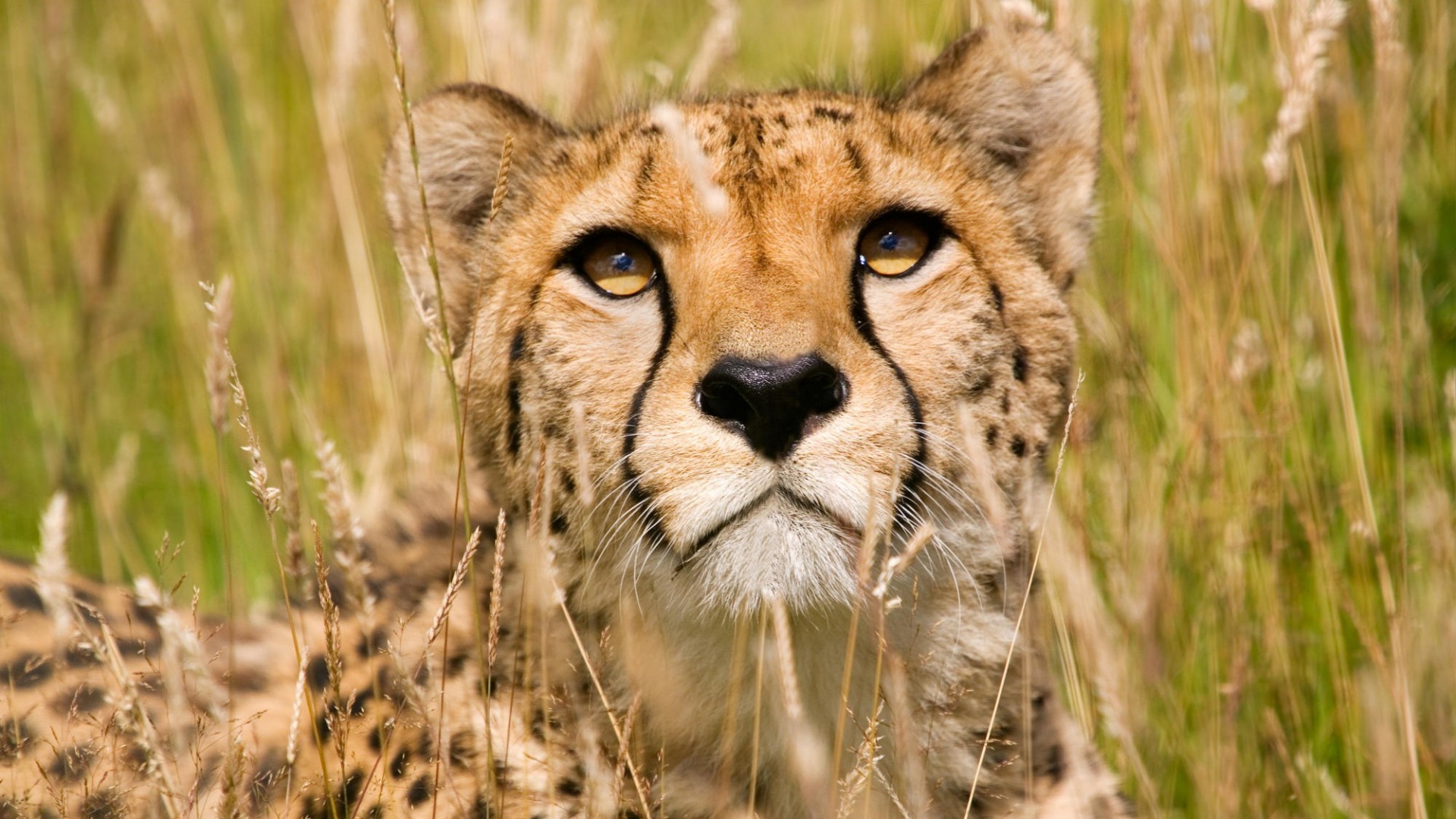 8 Days Incredible Kenya Safari Experience Nairobi