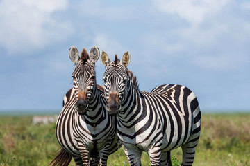 5 Day Shared Group Safari From Zanzibar Arusha