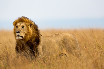 2 Days Tanzania Camping Safari Arusha