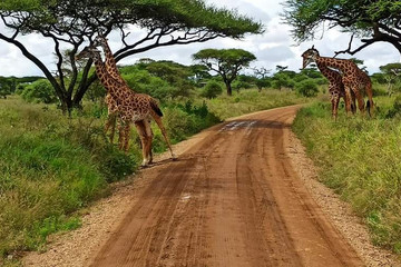 3 days murchision falls national park safari Kampala