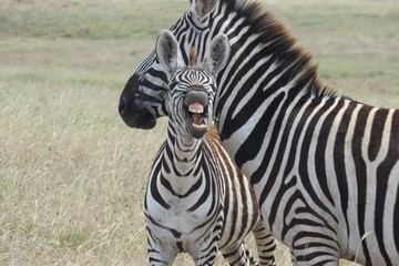 Tarangire ,ngorongoro ,manyara Moshi