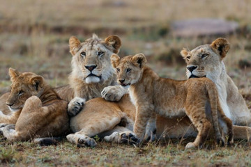 5 Days Masai Mara, Lake Nakuru & Hells Gate Nairobi