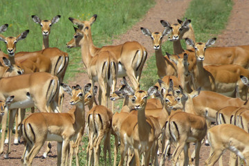 Migration safaris Arusha