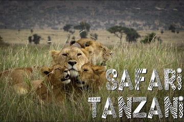 7 days tanzania safari marangu gate, tarangire national park, serengeti national park, ngorongoro crater, and chemka {kikuletwa} hot spring Moshi