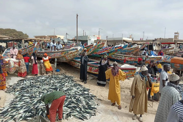 The best of senegal,8 days Dakar