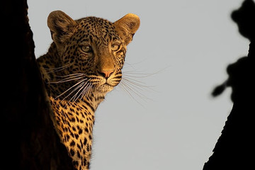 4 Day Tanzania Camping Safari Arusha