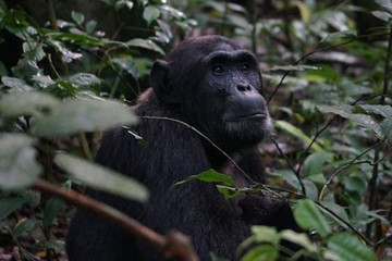 14-day uganda & rwanda primate tour (midrange tour) Kampala