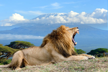 6 Days Adventure Safaris (maasai Mara - Lake Nakuru - Amboseli Park) Nairobi