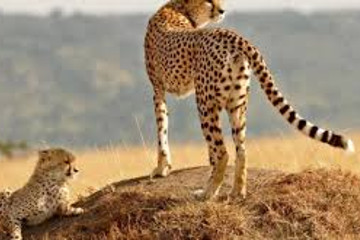 8 days africa safari vacation packages l kenya lodge safaris Nairobi